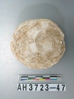 藏品(螺蓋製貝刮器)的圖片